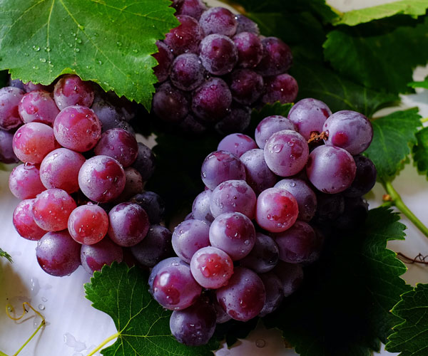 wine grapes