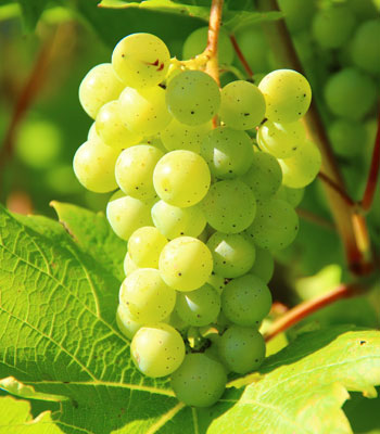 white grapes